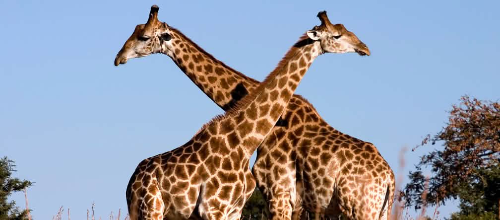 Mobilisons-nous pour sauver l'extraordinaire faune du Serengeti Giraffes