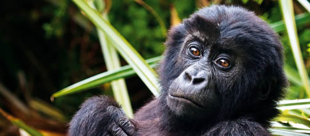 Les gorilles sont des grands singes, à l’instar des bonobos, des chimpanzés et des orangs-outans Un bébé gorille nous regarde affectueusement