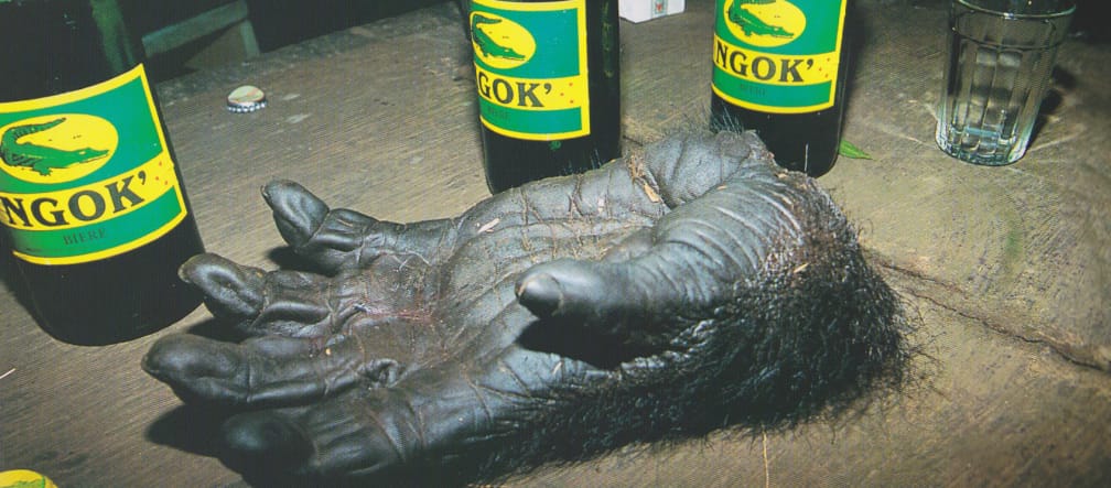 Cette main appartenait à un gorille adulte Main coupée d’un gorille sur une table