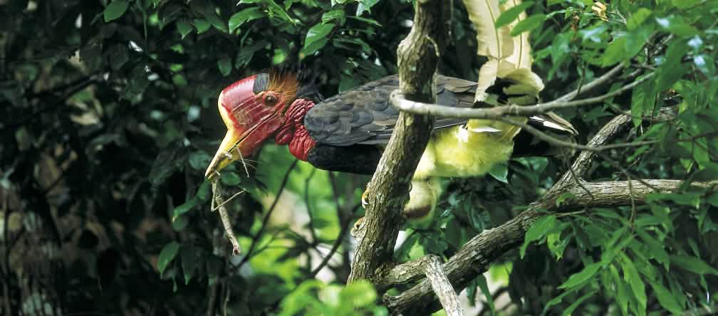 Un spectacle rare : un calao à casque rond dans un arbre Un calao à casque rond (Rhinoplax vigil) dans un arbre