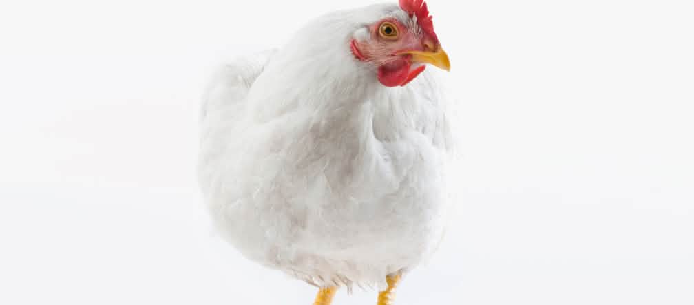 Une « vie » de poulet : 47 jours parqué en batterie jusqu’à l’abattoir Poulet blanc