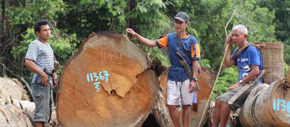 Les villageois appellent au soutien international pour mettre fin aux abattages à Kinipan Défrichage dans la forêt de Kinipan – Des autochtones se tiennent près de troncs d'arbres
