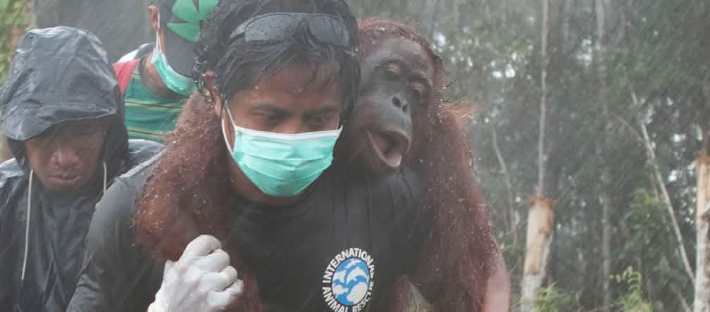 Sauvetage d’un orang-outan par les activistes de l’IAR Sur fond de forêt défrichée, l’air grave, trois hommes portent secours à un orang-outan. L’un le transporte sur ses épaules, très concentré malgré la pluie