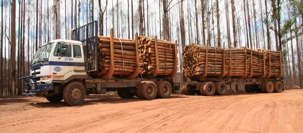 Transport de bois sur des plantations d’eucalyptus en Eswatini, dans le sud de l’Afrique Un camion et sa remorque chargés de grumes devant une plantation d’eucalyptus brûlée