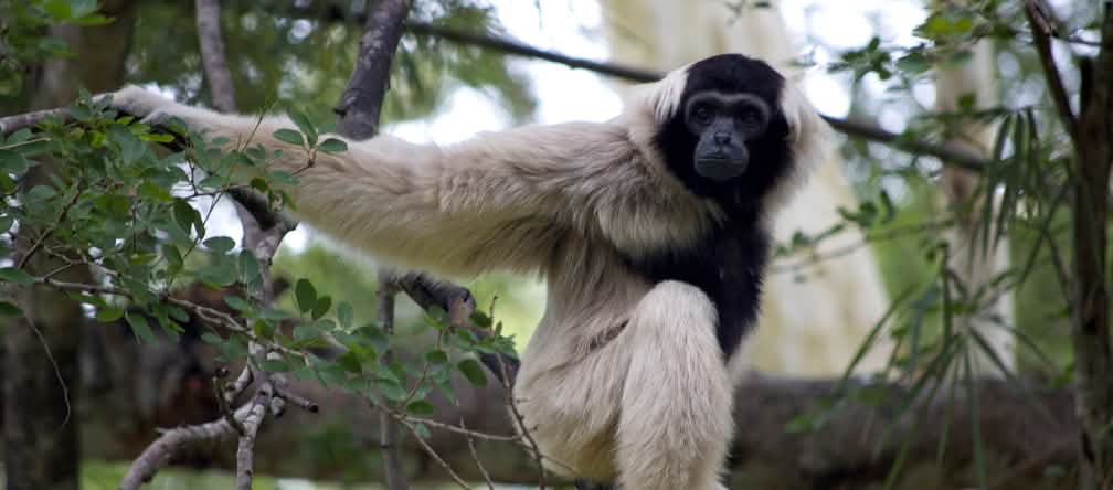 Les gibbons à bonnet sont fortement menacés en raison de la réduction de leur habitat. Ils ne vivent plus que dans certaines régions du Cambodge, de Thaïlande et du Laos Un gibbon à bonnet (Hylobates pileatus) est assis sur une grosse branche et regarde la caméra