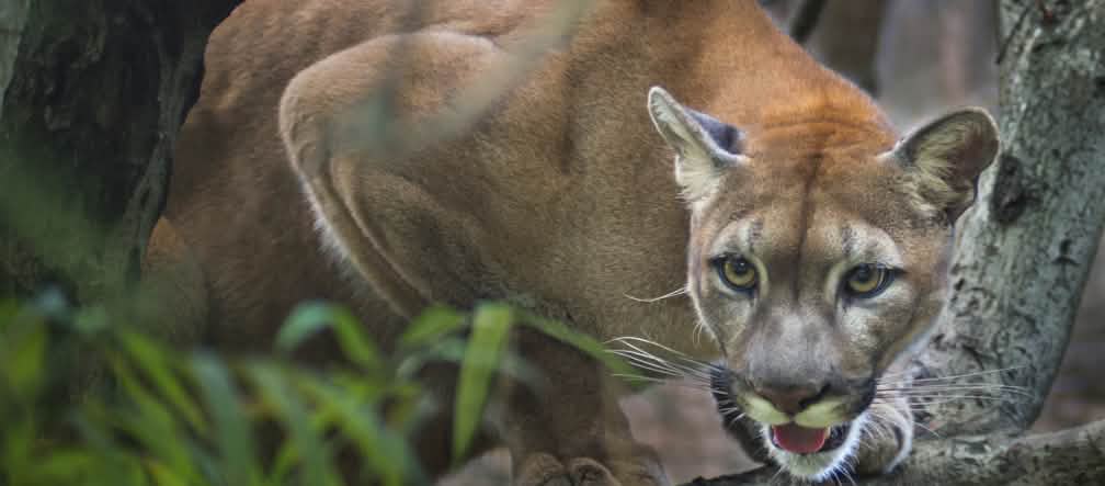 Le Parc national Yaigojé Apaporis est foyer de sept peuples indigènes et d’une riche biodiversité