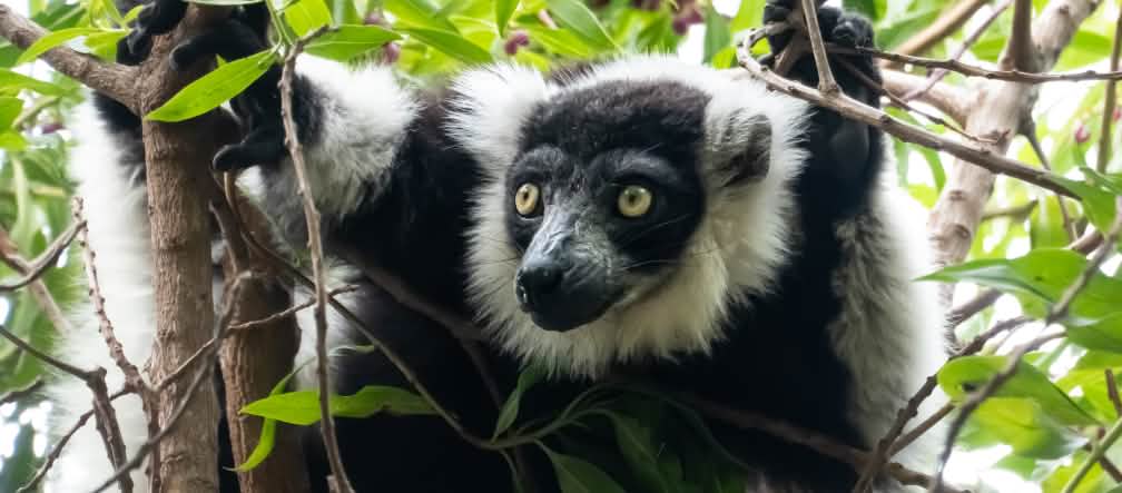 Les lémuriens sont endémiques à Madagascar Un lémurien au pelage noir et blanc perché dans les branches d’un arbre