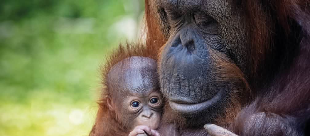 Les plantations industrielles provoquent la déforestation tropicale, l’accaparement des terres et la destruction de l’habitat naturel des orangs-outans