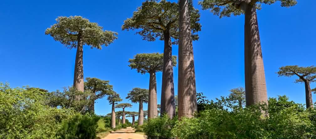 La célèbre allée des baobabs à Madagascar Allée des baobabs à Madagascar