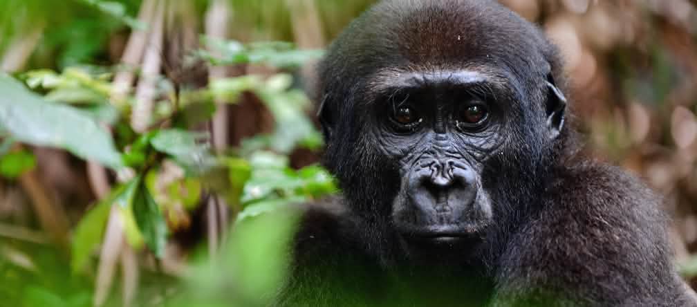 Gorille des plaines de l’Ouest Gorille des plaines de l’Ouest (Gorilla gorilla gorilla)