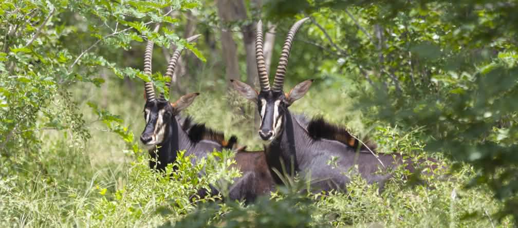 Les hippotragues noirs ont besoin de forêt, pas de plantations Antilope noire (Hippotragus Niger)