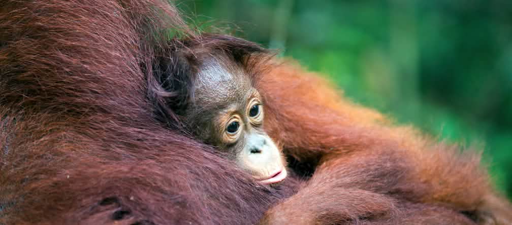 Bébé orang-outan Bébé orang-outan