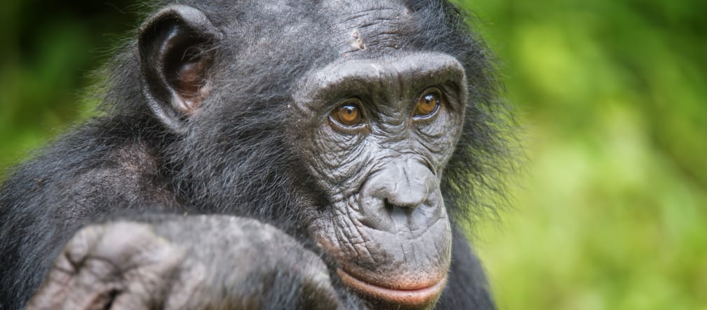 Première victoire : le gouvernement congolais a renoncé à exploiter le pétrole dans l’habitat des bonobos à Salonga Un bonobo