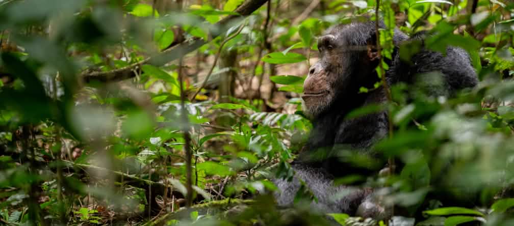 Les chimpanzés d’Afrique de l’Ouest sont menacés d’extinction Chimpanzé à Bossou, Guinée