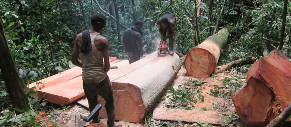 Bûcherons illégaux à l’œuvre dans l’État de Cross River, au Nigéria En pleine forêt, trois bûcherons scient le tronc d’un arbre fraichement abattu
