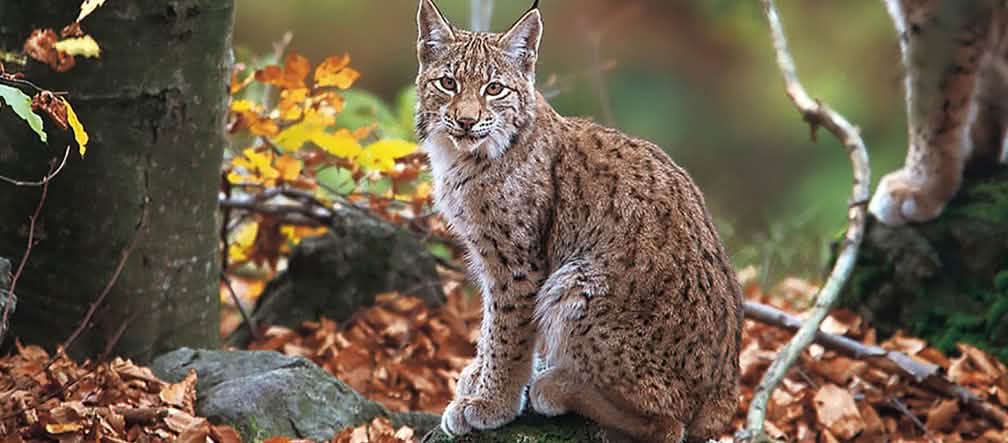 Le lynx des Balkans est menacé par un projet de barrages Un lynx des Balkans assis au milieu de la forêt nous fixe tendrement