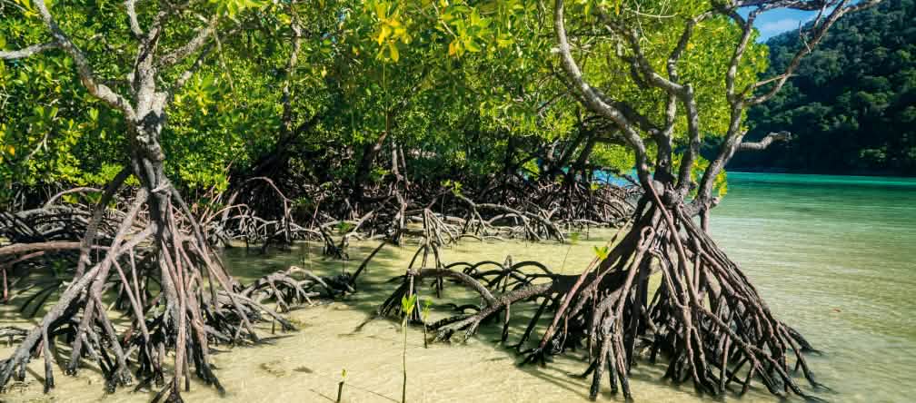 L’île de Célèbes (Sulawesi) compte 6 000 kilomètres de côtes ponctuées de plages de sable, d’escarpements rocheux et de baies tranquilles Mangrove aux Célèbes (Sulawesi)