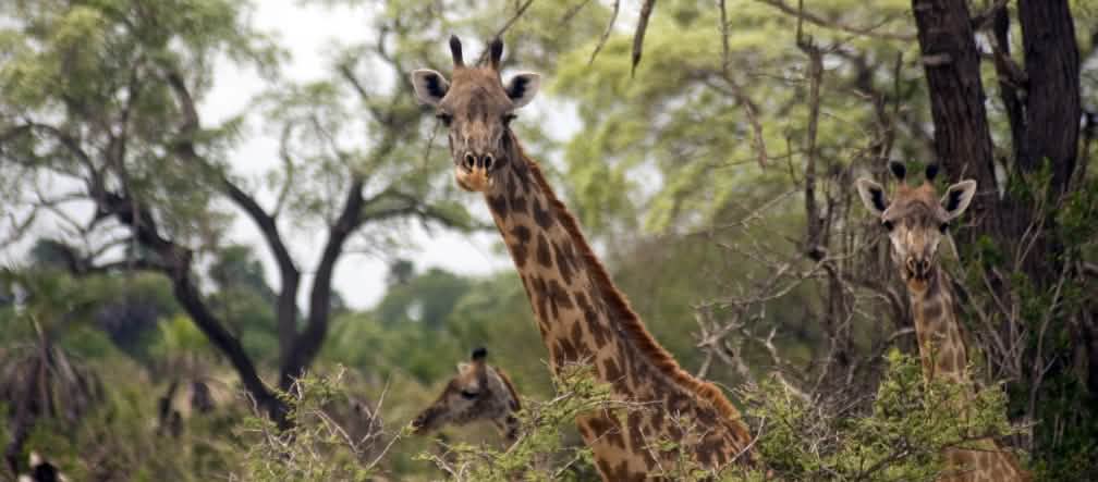 Girafes Masaai dans la Réserve de gibier de Selous en Tanzanie Girafes Masaai dans la Réserve de gibier de Selous en Tanzanie