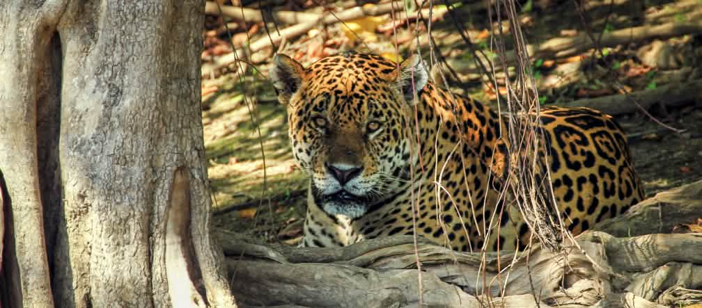 Empêchons le massacre des animaux au Brésil Jaguar (Panthera onca) dans l'état brésilien du Mato Grosso do Sul