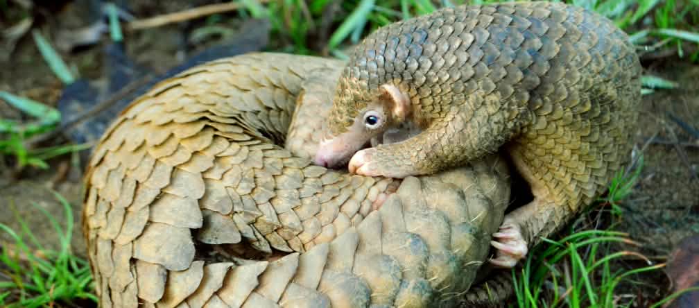 Les pangolins continuent à être chassés et vendus illégalement en Asie du Sud-est Un jeune pangolin se penche sur sa mère qui est enroulée sur le sol de la forêt