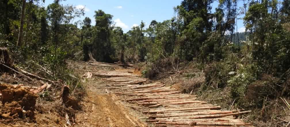 PepsiCo se soucie peu de la déforestation tropicale causée par l’huile de palme