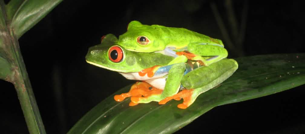 La rainette aux yeux rouges (Amérique Centrale et Amérique du Sud) fait partie des 7800 espèces d’amphibiens connues dans le monde Rainettes aux yeux rouges, Nicaragua