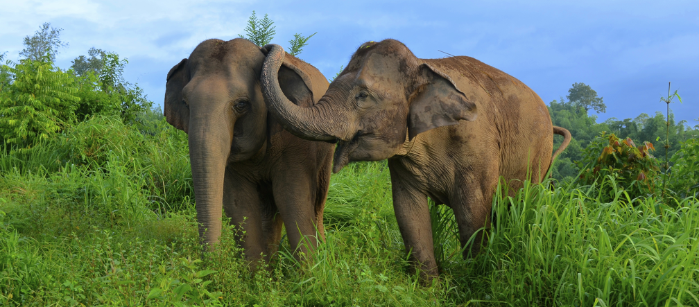 Il ne resterait plus qu’une trentaine d’éléphants dans la forêt de Prey Lang 2 éléphants dans la savane, l’un touche l’oreille de l’autre avec sa trompe