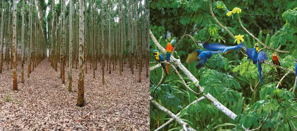 Aucune place pour l'homme et la faune : les plantations d'eucalyptus sont un désert vert