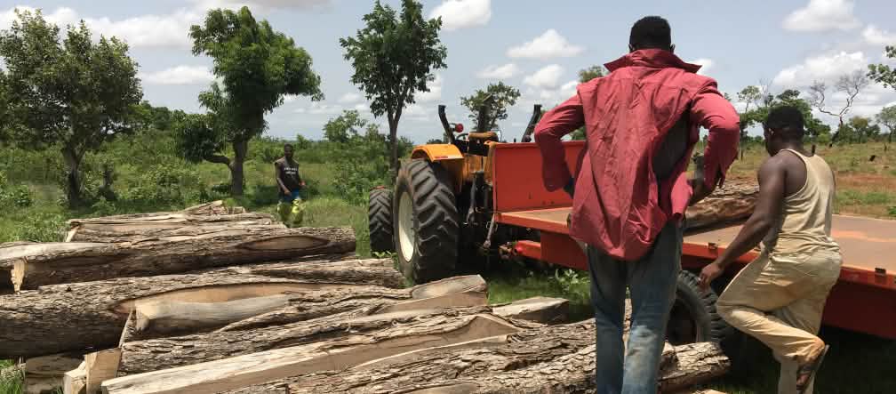 Les forêts du Ghana sont pillées pour les meubles de luxe de la Chine Troncs de palissandre abattus au Ghana