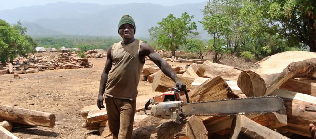 Un bûcheron prend la pose avec sa tronçonneuse dans l’aire de stockage réservée aux grumes de palissandre au Nigeria Un bûcheron prend la pose avec sa tronçonneuse dans l’aire de stockage réservée aux grumes de palissandre au Nigeria