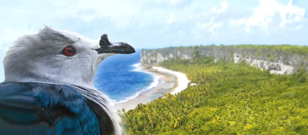 Le Rupe - Ducula aurorae - est une espèce endémique de l’atoll de Makatea dans le Pacifique Un Carpophage de la Société ou « Rupe » (Ducula aurorae) regarde du ciel l’atoll soulevé de Makatea en Polynésie française