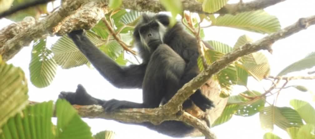 Entelle de Pagi Entelle de Pagi (Simias concolor) dans un arbre