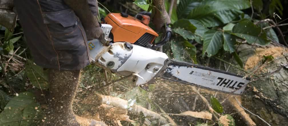 Les tronçonneuses Stihl sont utilisées par les bûcherons dans le monde entier, y compris dans les régions tropicales Un bûcheron coupe un tronc d’arbre à Bornéo avec une tronçonneuse de la marque allemande Stihl