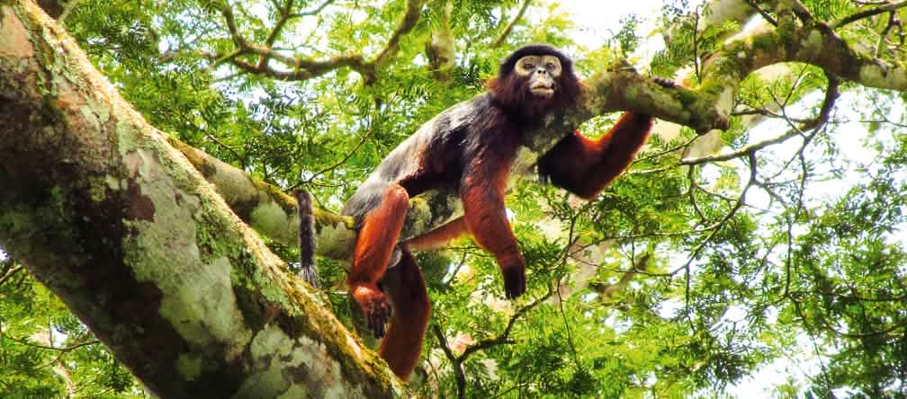 L’habitat des singes colobe est menacé par les cultures industrielles d’huile de palme