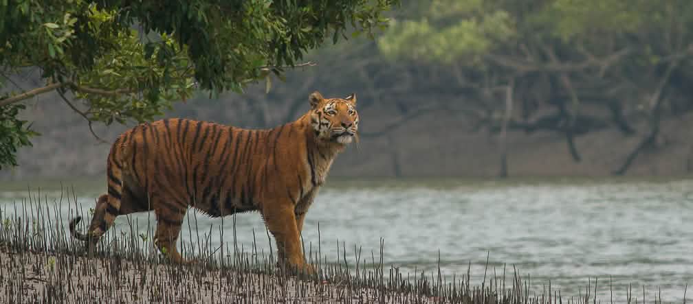 La centrale au charbon détruirait l’habitat des tigres du Bengale Tigre du Bengale dans les mangroves des Sundabarns
