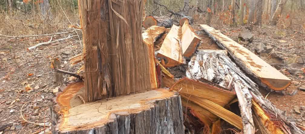 Arbre abattu illégalement pour le commerce du bois précieux Souche et planches d’un arbre géant scié dans la forêt