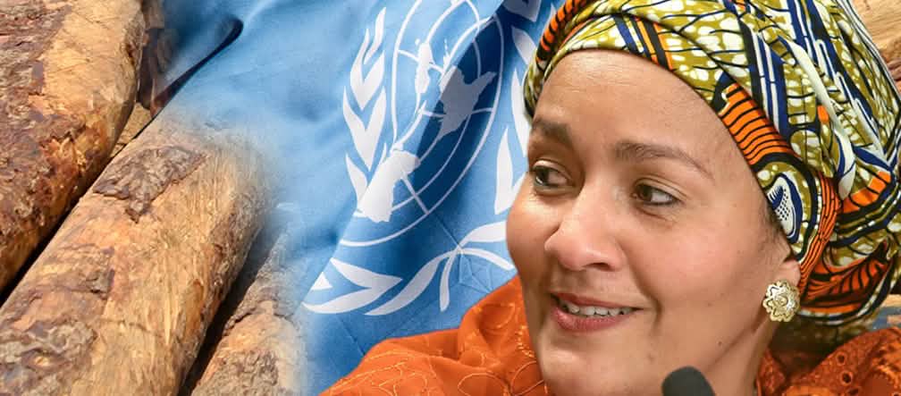 La vice-secrétaire générale de l'ONU est impliquée dans le trafic du palissandre selon l'EIA Mme Amina J. Mohammed, vice-secrétaire générale de l'ONU devant de grume de palissandre et le drapeau des Nations-unies