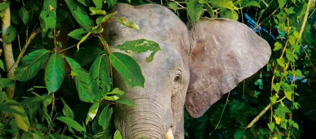 Empêchons pont et routes de traverser la forêt des éléphants à Sabah Les éléphants pygmées de Bornéo ont besoin d’une forêt tropicale protégée