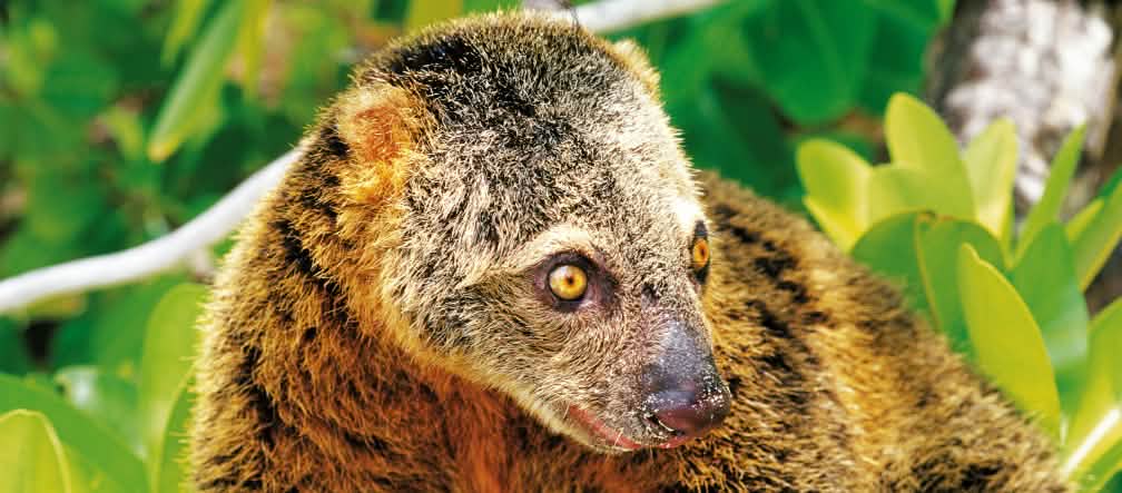 De nombreuses espèces animales comme l'ailurops sont menacées