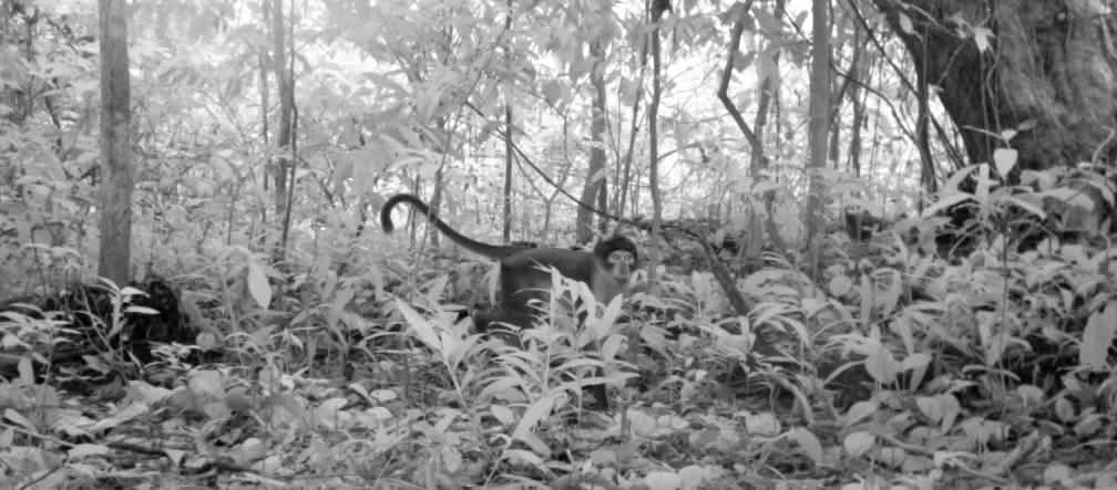 Une première : la photo de mangabey couronné dans la forêt d'Atewa au Ghana Une première : photo de mangabey couronné dans la forêt d'Atewa au Ghana