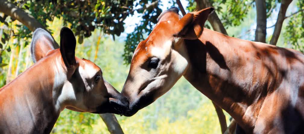 L’okapi ressemble à la fois à la girafe et au zèbre Deux okapis tête contre tête