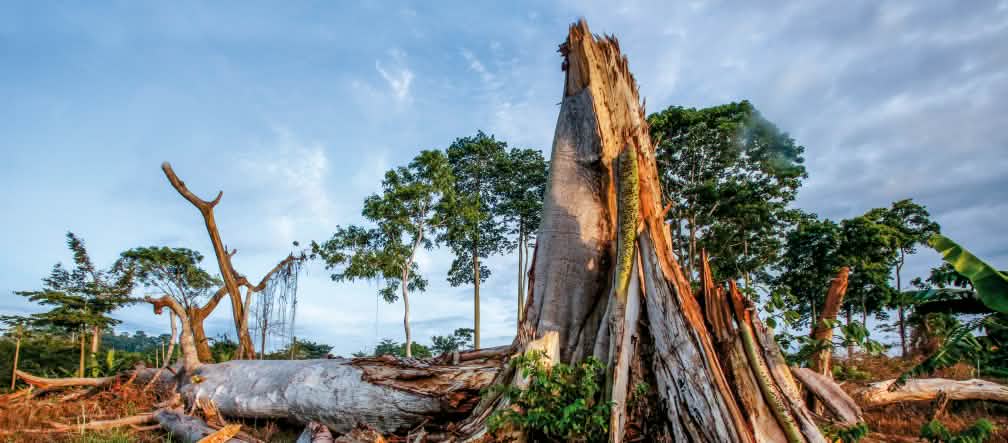 L’autre prix de notre chocolat : la déforestation tropicale au quotidien Zone forestière défrichée