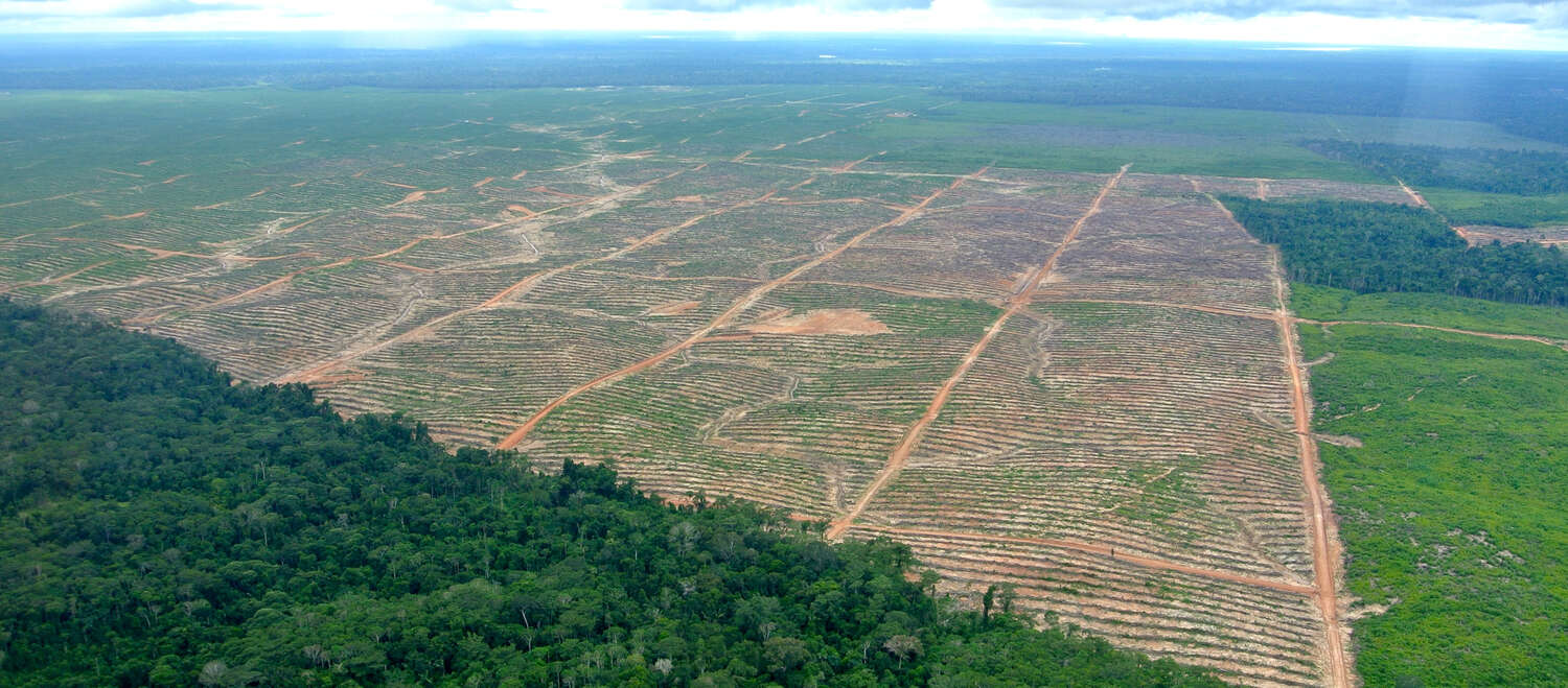 Production responsable d'huile de palme