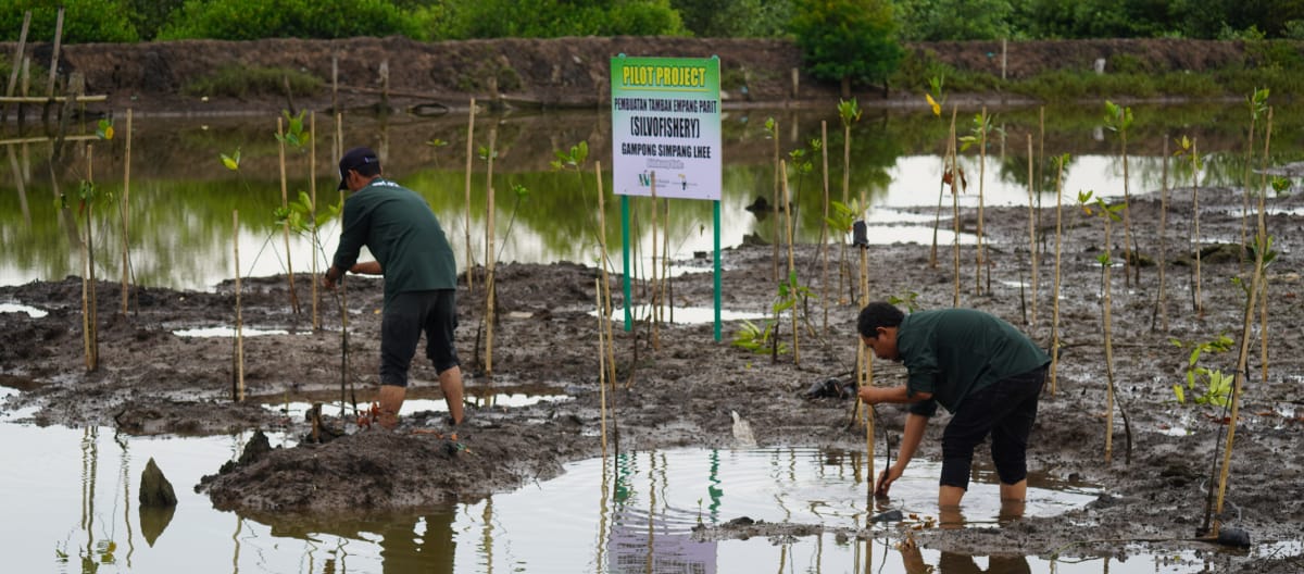 Deux hommes travaillant à la restauration du  marais de Paya Nie grâce à des plants de mangrove