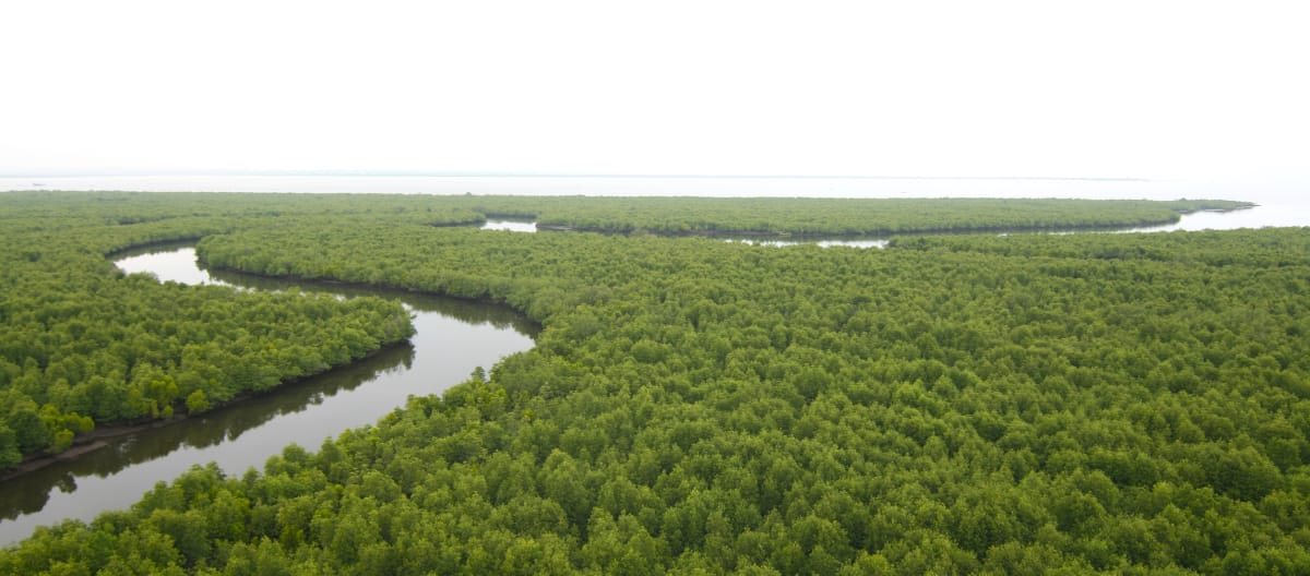 Vue aérienne sur une rivière serpentant au milieu d’une forêt de mangrove