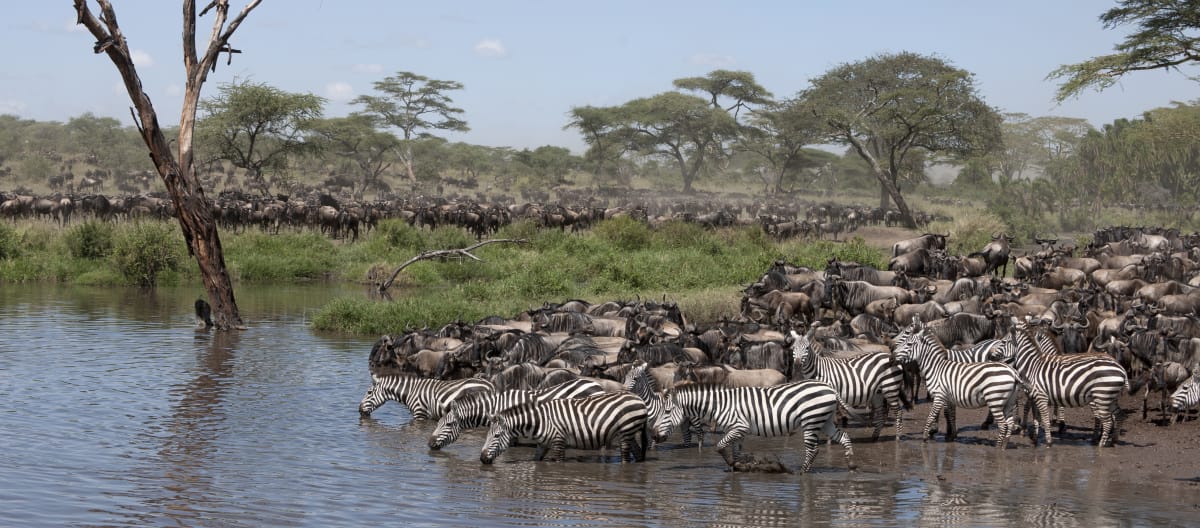 Gnous et zèbres dans le Parc national du Serengeti en Tanzanie,