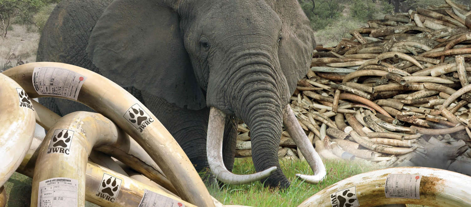 Couverture de l'étude « Le commerce illégal de L’ivoire et l’enregistrement frauduleux des défenses en ivoire au Japon », publiée par l’Environmental Investigation Agency (EIA)