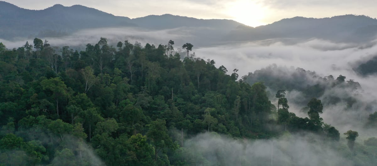 Forêt de nuages dans le nord de Sumatra