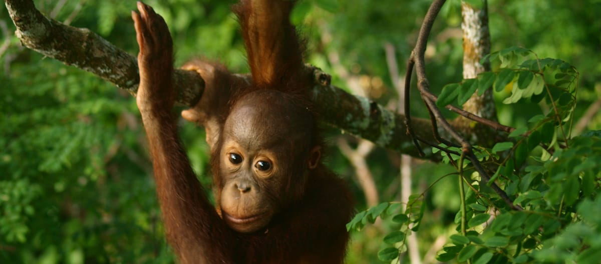 Plan rapproché sur un bébé orang-outan dans la forêt tropicale à Bornéo