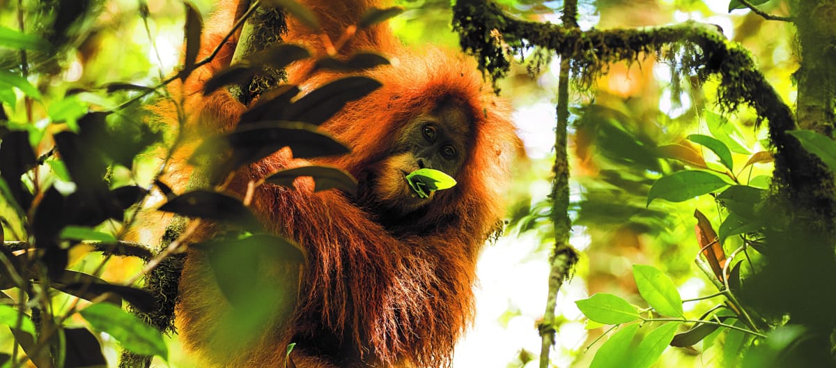 Orang-outan de Tapanuli (Pongo Tapanuliensis)